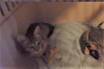 Alix Bild von Alix
