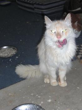 Bonbon Bild von Bonbon