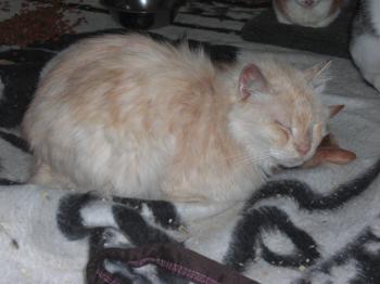 Bonbon Bild von Bonbon