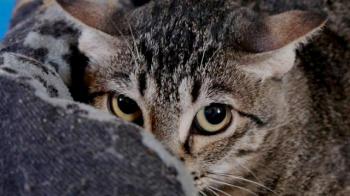Cyntia Bild von Cyntia