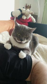 Peyo Bild von Peyo