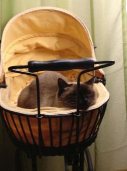 Missy Bild von Missy