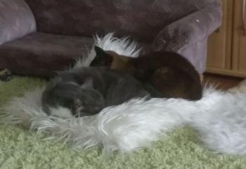 Missy Bild von Missy
