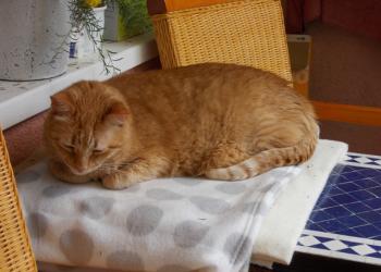 Bruno Bild von Bruno