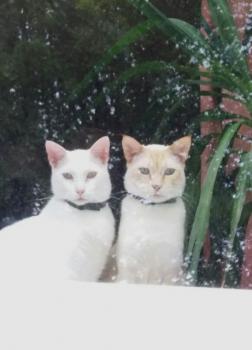 Caramelo Bild von Caramelo