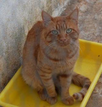 Thor Bild von Thor