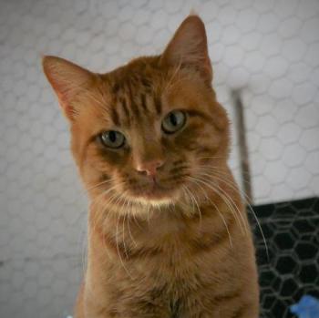 Thor Bild von Thor