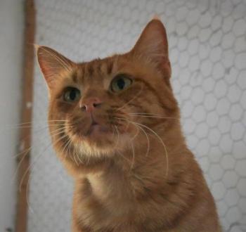 Thor Bild von Thor