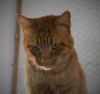 Thor Bild von Thor