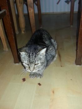 Boris Bild von Boris