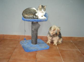 Mau Bild von Mau