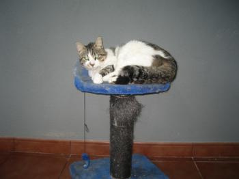 Mau Bild von Mau