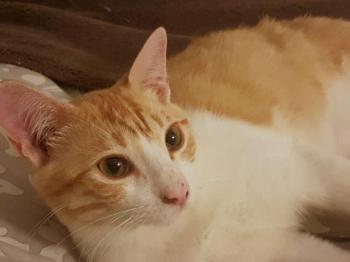 Tico Bild von Tico