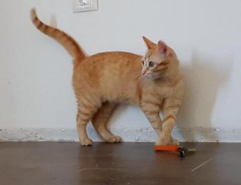 Bild von Pitu