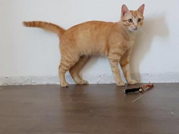 Bild von Pitu