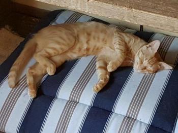 Bild von Pitu
