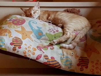 Bild von Pitu