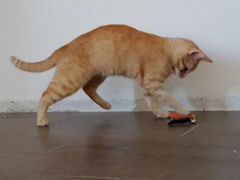 Bild von Pitu