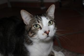 Caesar Bild von Caesar