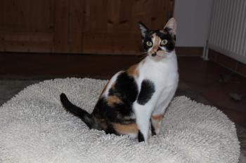 Saphra Bild von Saphra