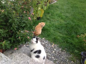 Dartacat Bild von Dartacat