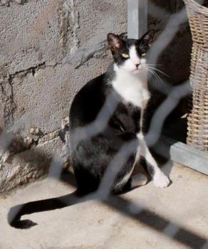 Noshi Bild von Noshi