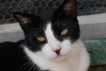 Noshi Bild von Noshi
