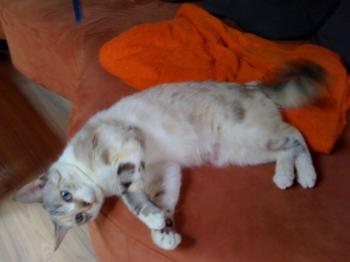 Suki Bild von Suki