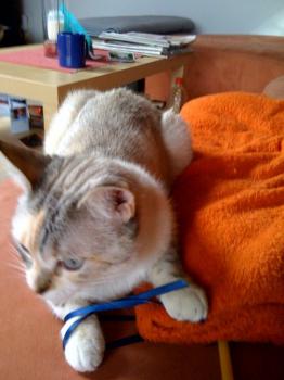 Suki Bild von Suki