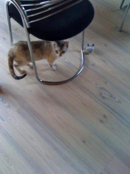 Suki Bild von Suki