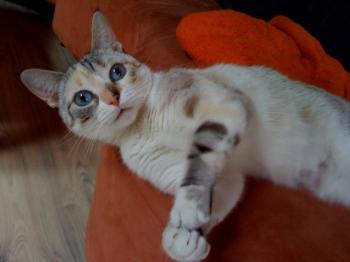 Suki Bild von Suki