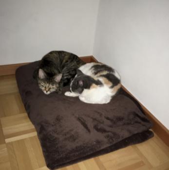 Amets Bild von Amets