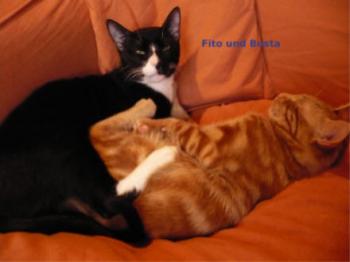 Fito und Busta Bild von Busta