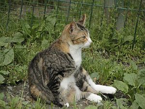Georgina Bild von Georgina