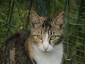Georgina Bild von Georgina