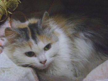 Daisy Bild von Daisy