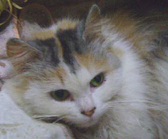 Daisy Bild von Daisy
