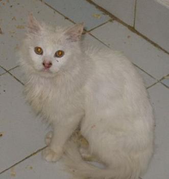 Cotton Bild von Cotton