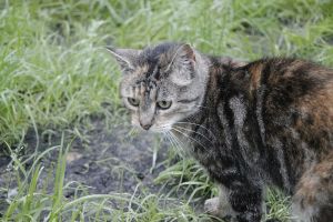 Fame Bild von Fame