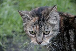 Fame Bild von Fame