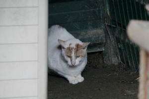 Travis Bild von Travis