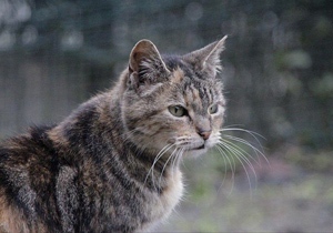Fame Bild von Fame