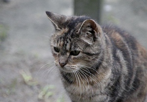 Fame Bild von Fame