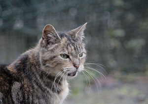 Fame Bild von Fame