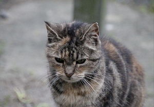 Fame Bild von Fame
