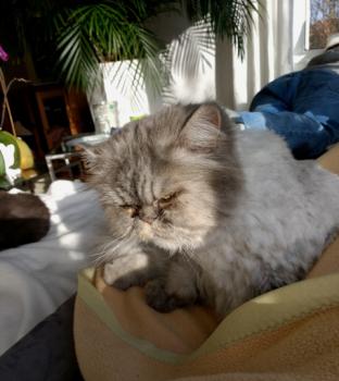 Bild von Zuko