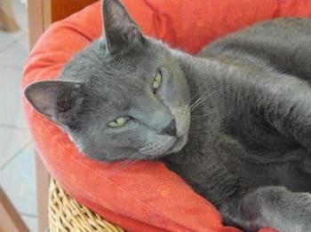 Pepper Bild von Pepper