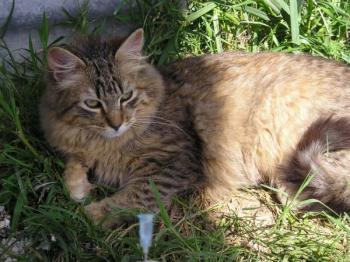 Lince Bild von Lince