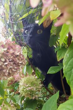 Bild von Akira