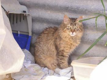 Lince Bild von Lince